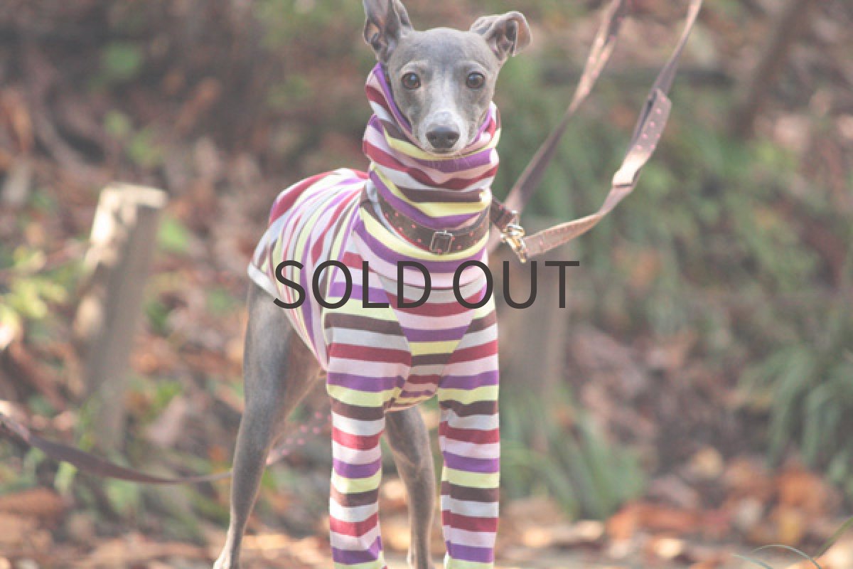 画像2: キャンディーボーダー（ワイン） (2)