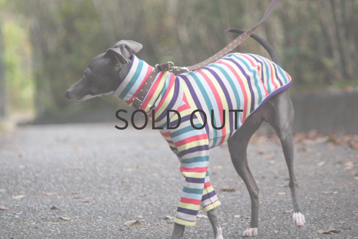 画像5: キャンディーボーダー(パプリカ) (5)