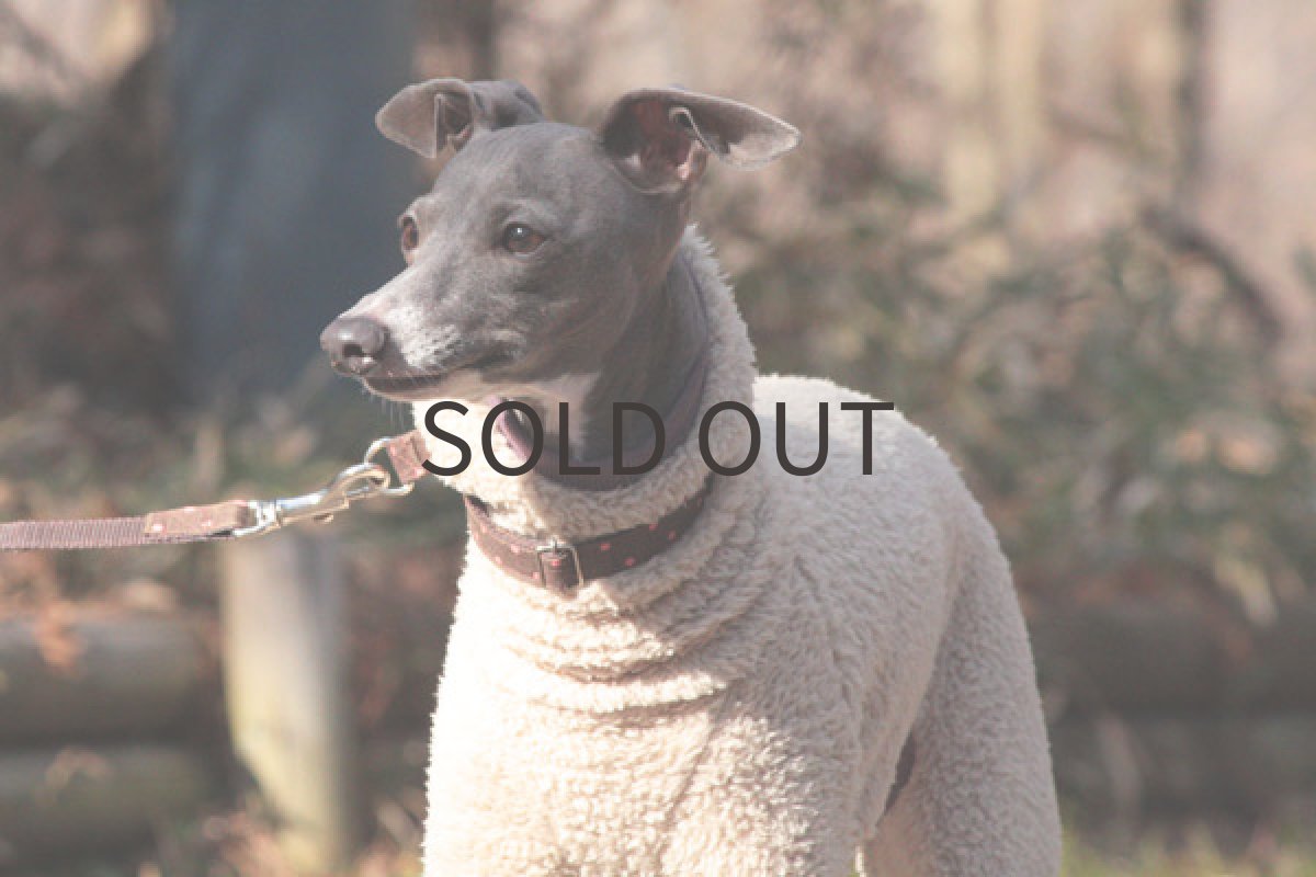 画像4: フワボアシープ(ライトベージュ) (4)