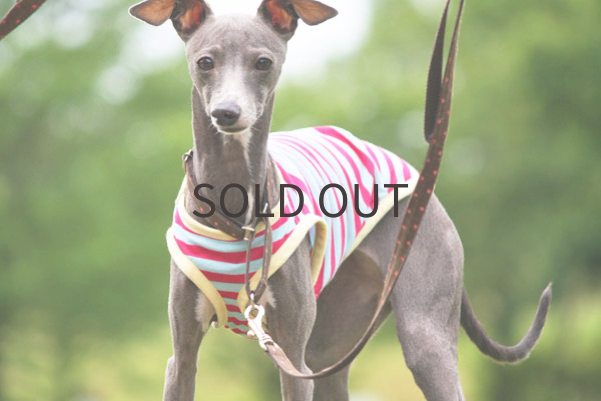 画像4: ポップサワー (4)