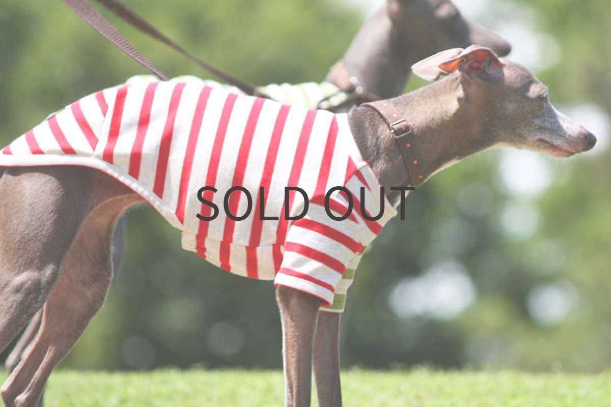 画像4: フレッシュボーダー（レッド） (4)