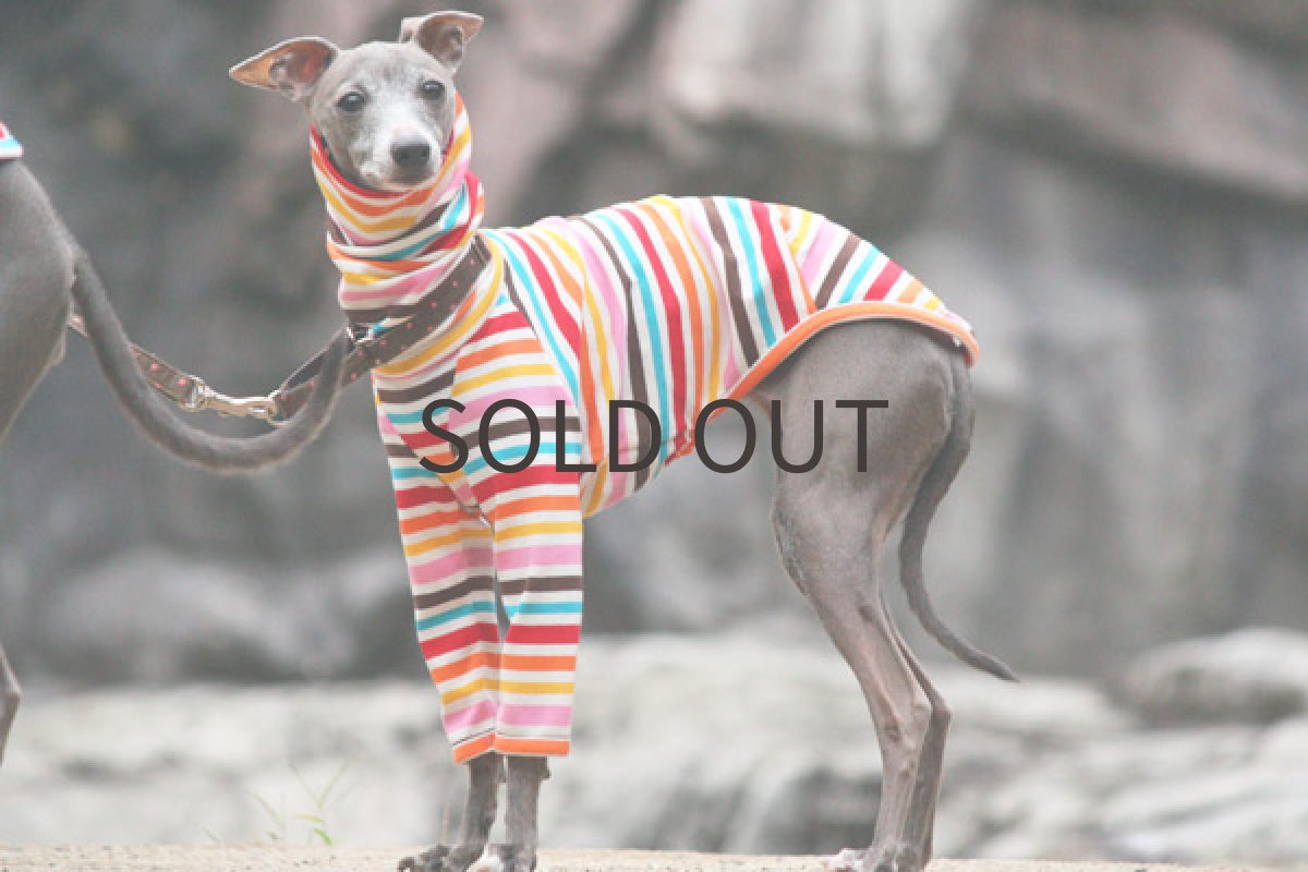 画像2: マルチポップボーダー（ピンク） (2)