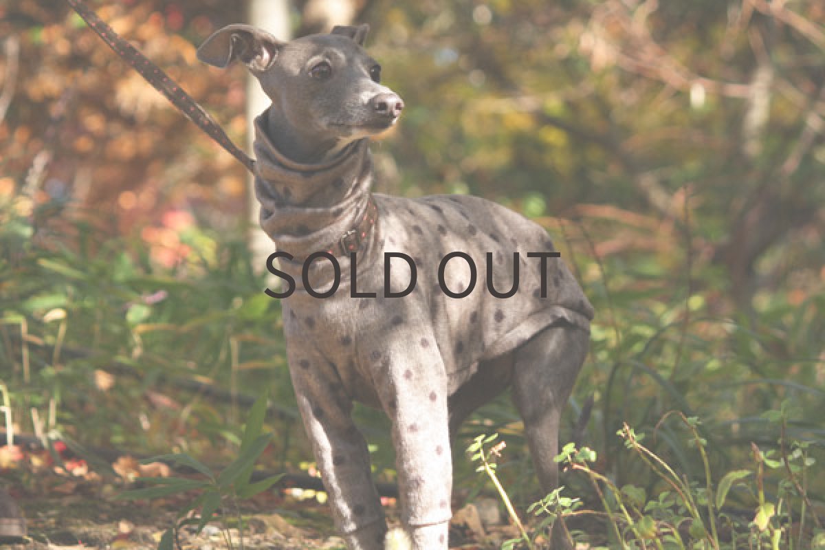 画像2: シャギードット（モカ） (2)