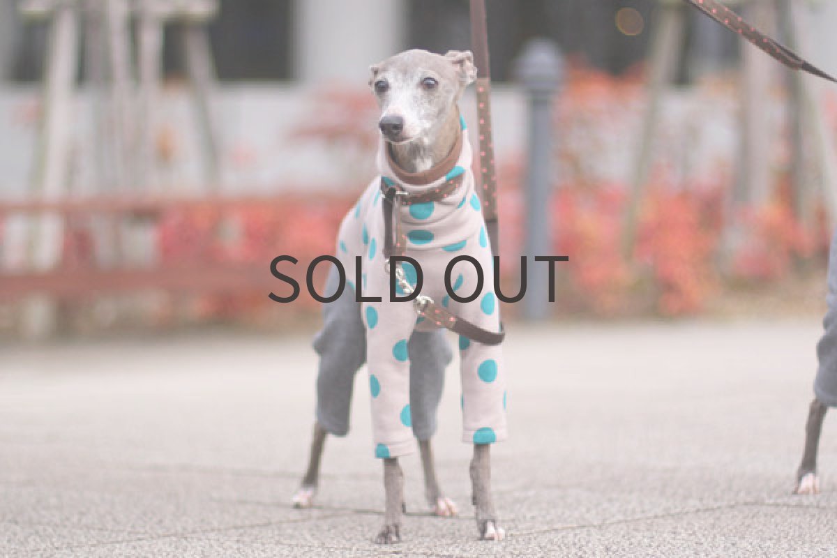 画像3: スプリングドット（トルコブルー） (3)