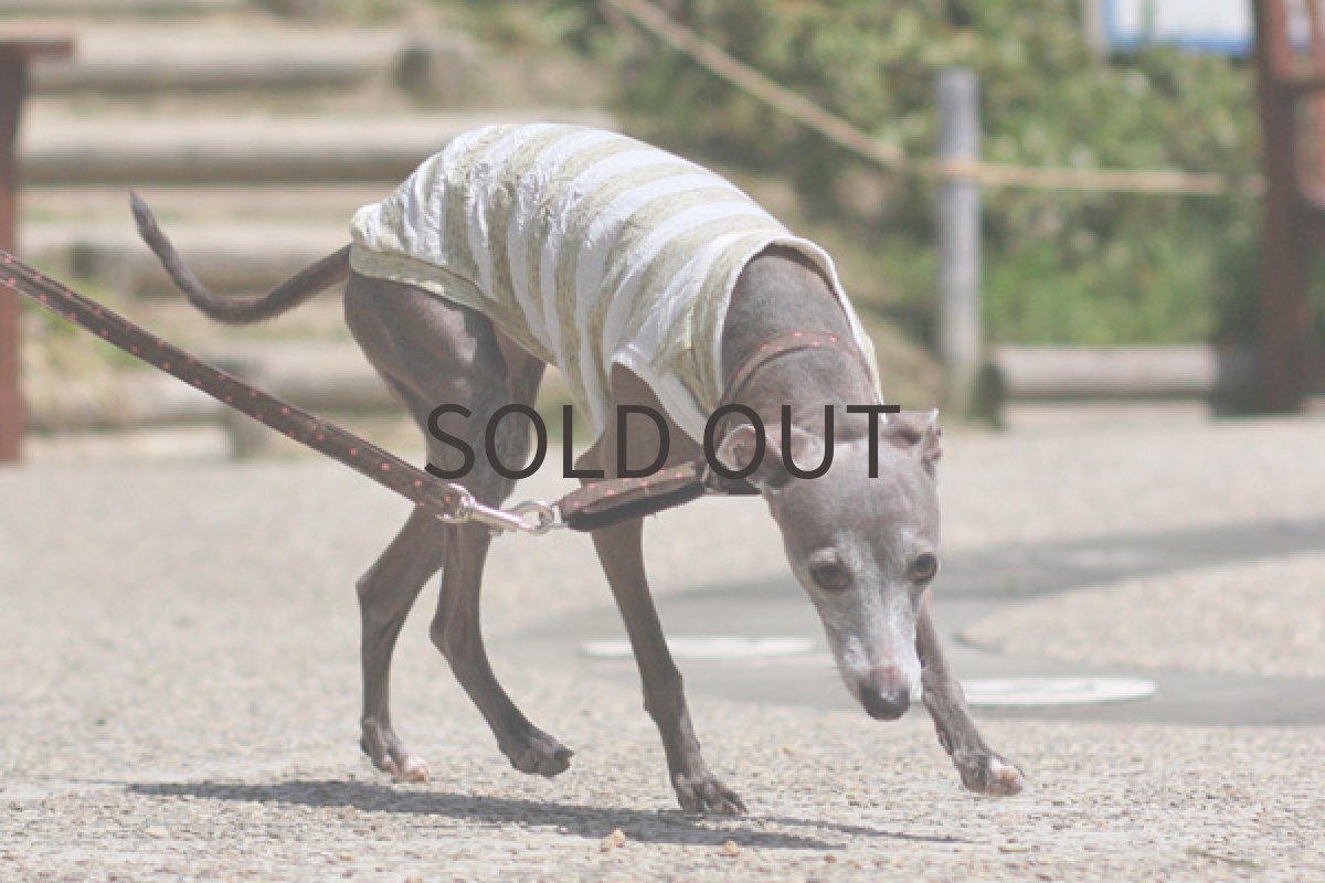 画像3: ワッシャーボーダー（グラスグリーン） (3)