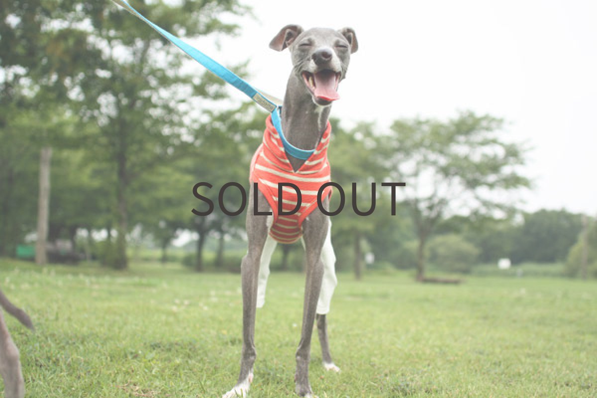 画像2: タイトパンツ×ぽこぽこ天竺（オレンジ） (2)