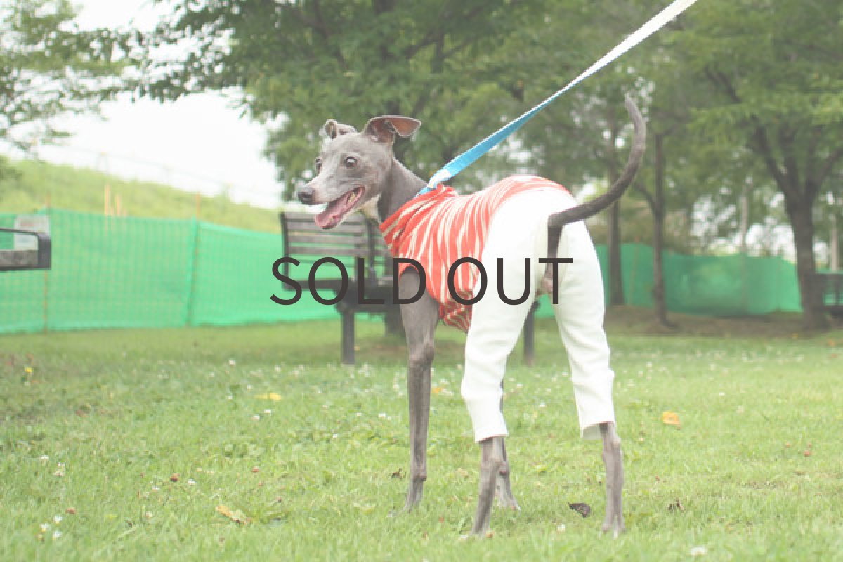 画像3: タイトパンツ×ぽこぽこ天竺（オレンジ） (3)