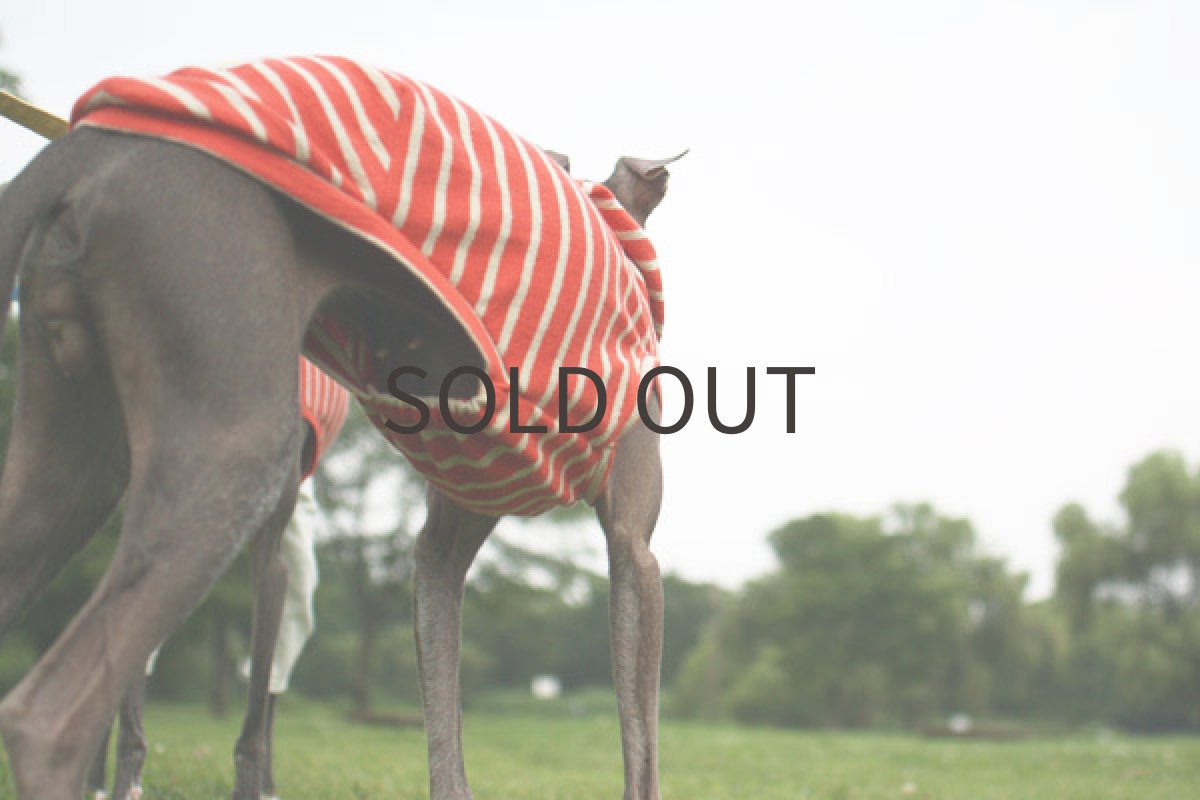 画像4: パイル地みたいな天竺ボーダー（オレンジ） (4)