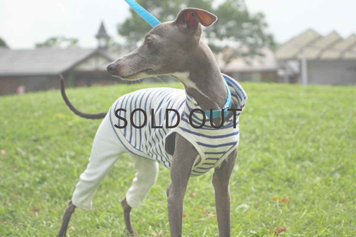 画像4: タイトパンツ×ぽこぽこ天竺（ブルー） (4)