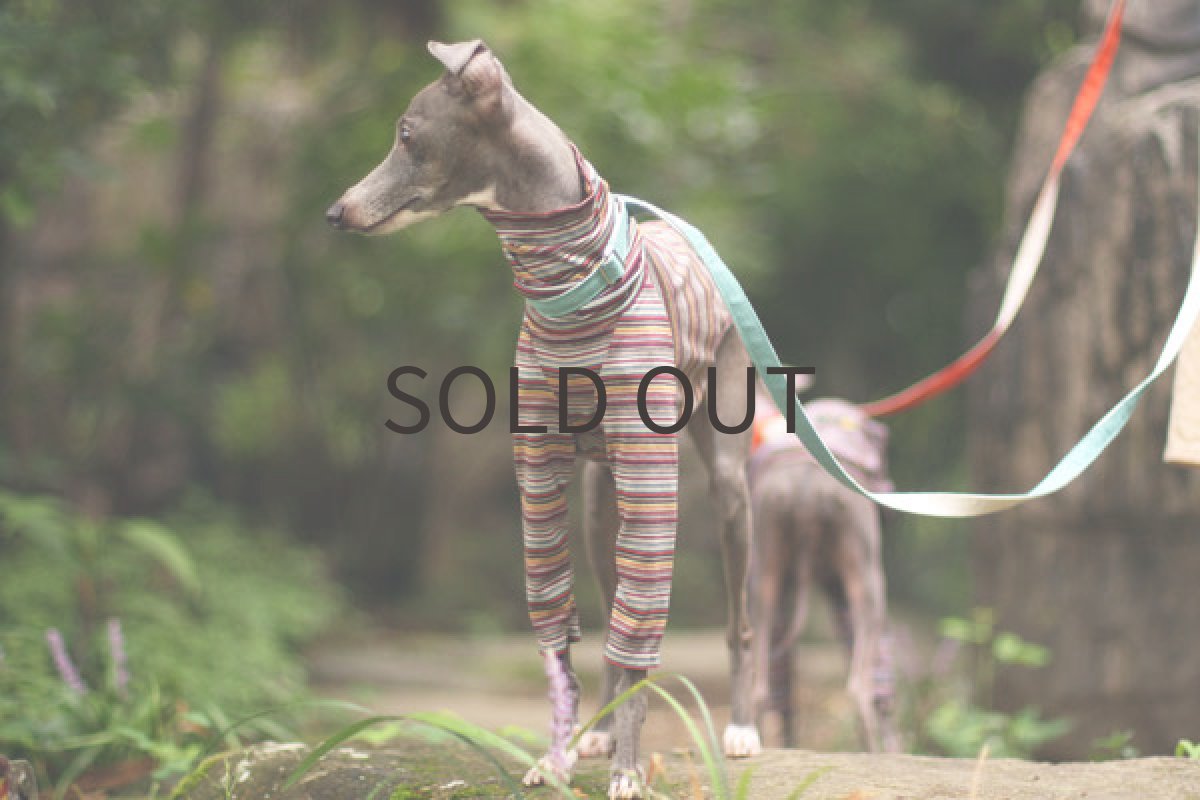 画像2: ミジンボーダー（イエロー） (2)