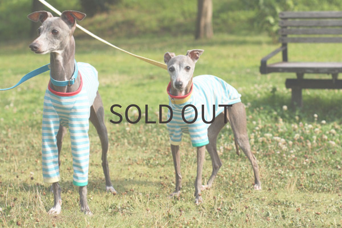 画像4: ポップボーダー (4)