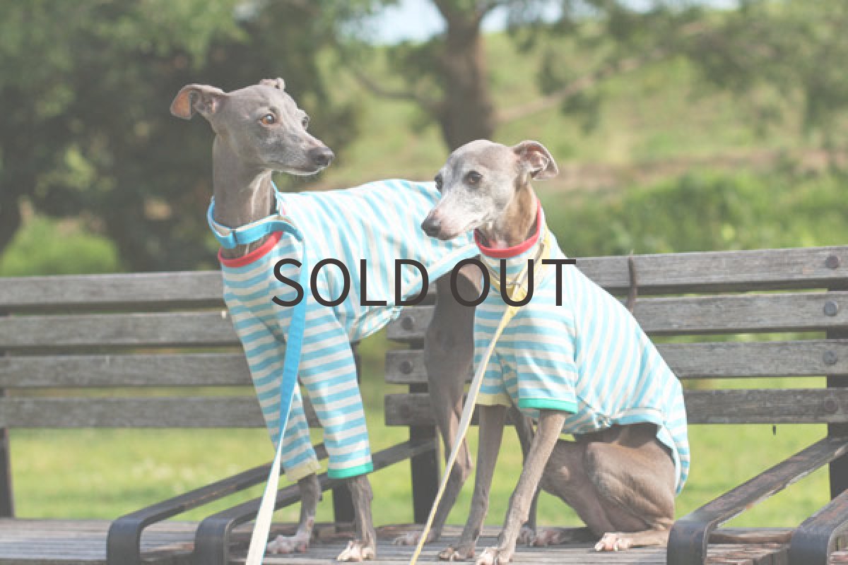 画像5: ポップボーダー (5)