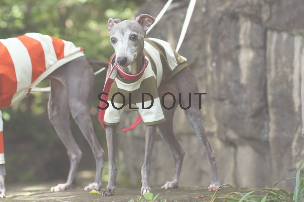 画像5: エーゲ海コットンのシャツ（アイビーグリーン） (5)