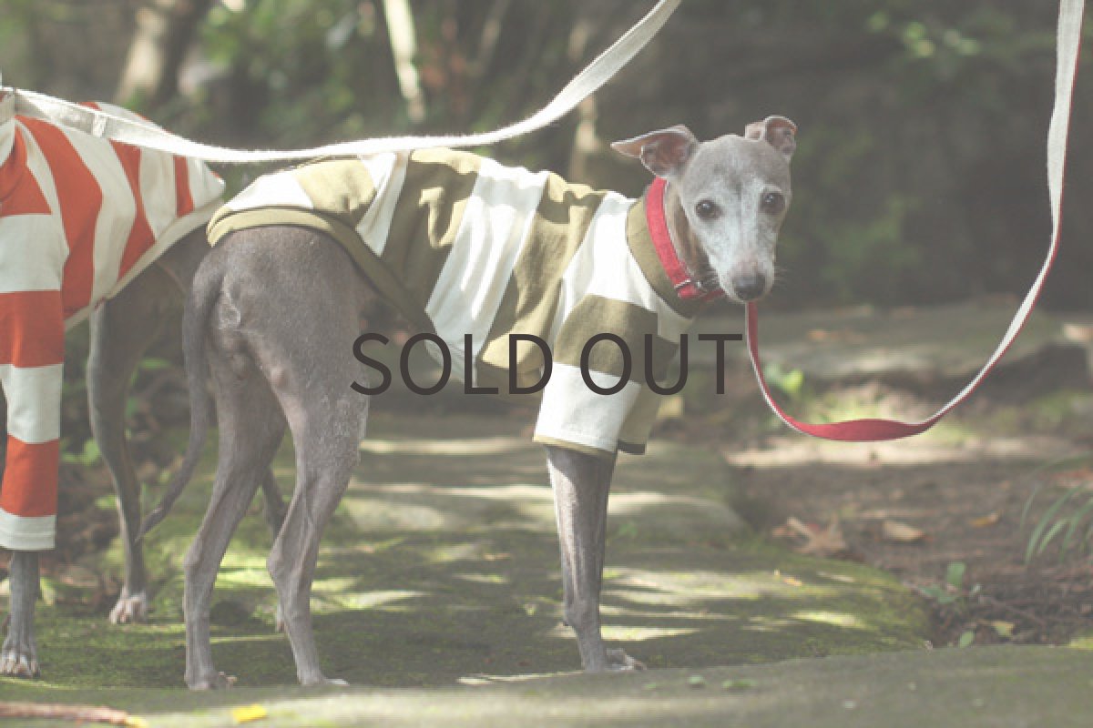 画像4: エーゲ海コットンのシャツ（アイビーグリーン） (4)