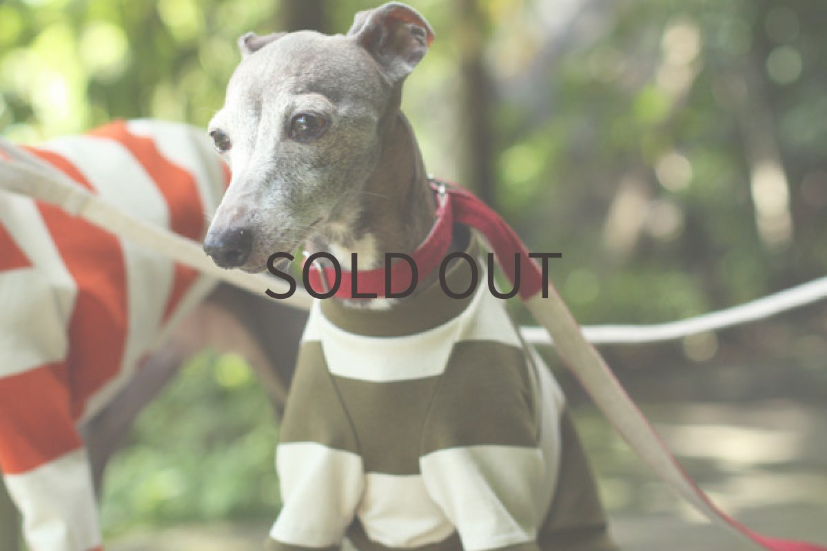 画像2: エーゲ海コットンのシャツ（アイビーグリーン） (2)