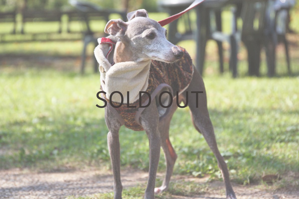 画像4: 裏全面ファーのダブルベスト(ブラウン) (4)