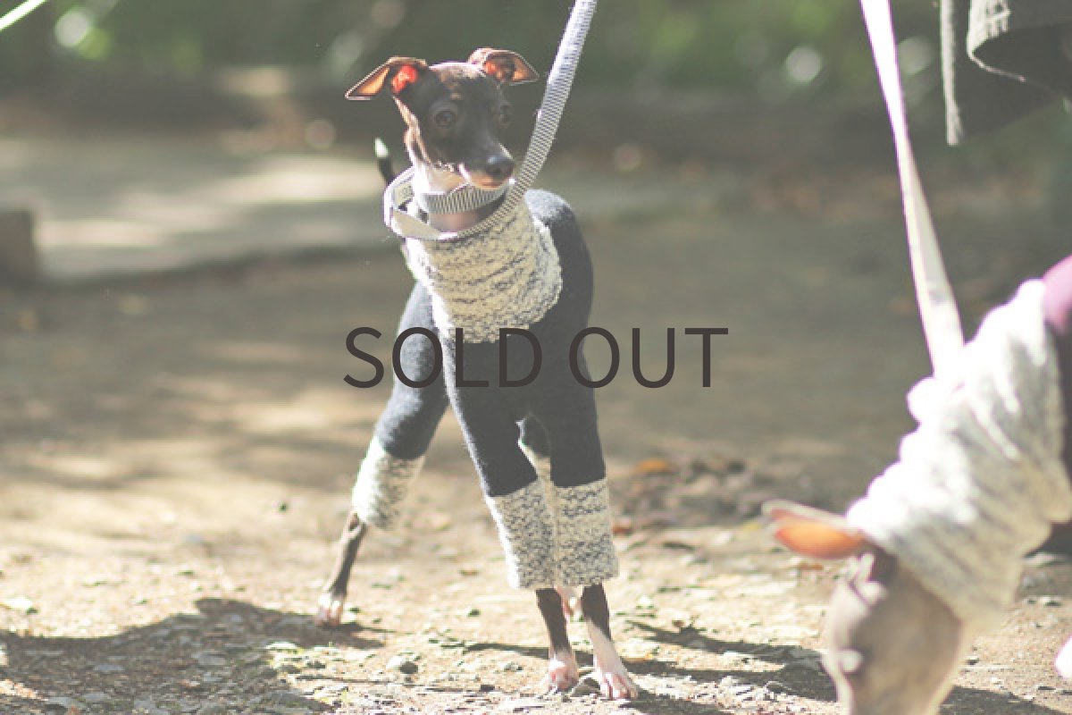 イタリアングレーハウンド +ブークレーヤーン（チャコール） 全身前