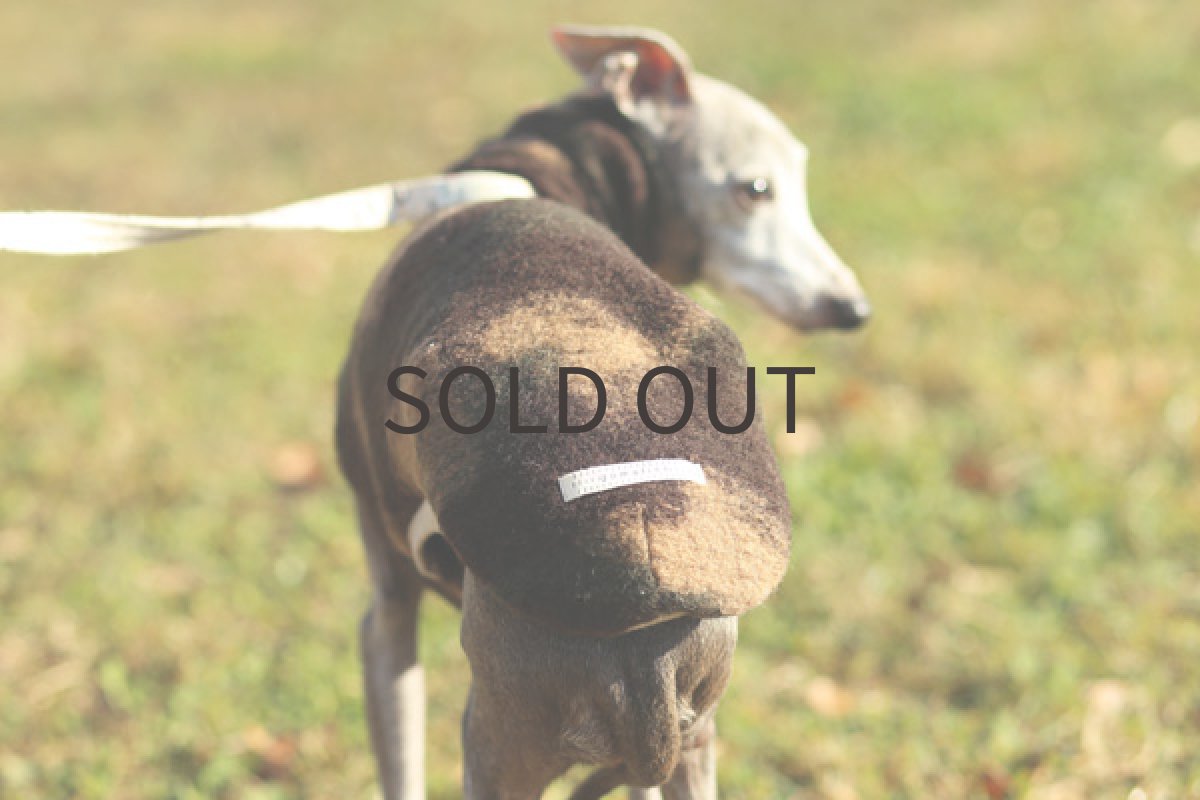 画像3: イタリー迷彩圧縮ニット (3)