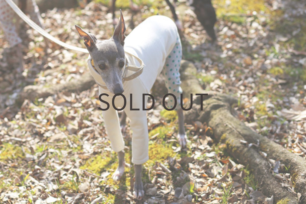 画像3: 裏毛の水玉パンツ（エメラルドグリーン） (3)