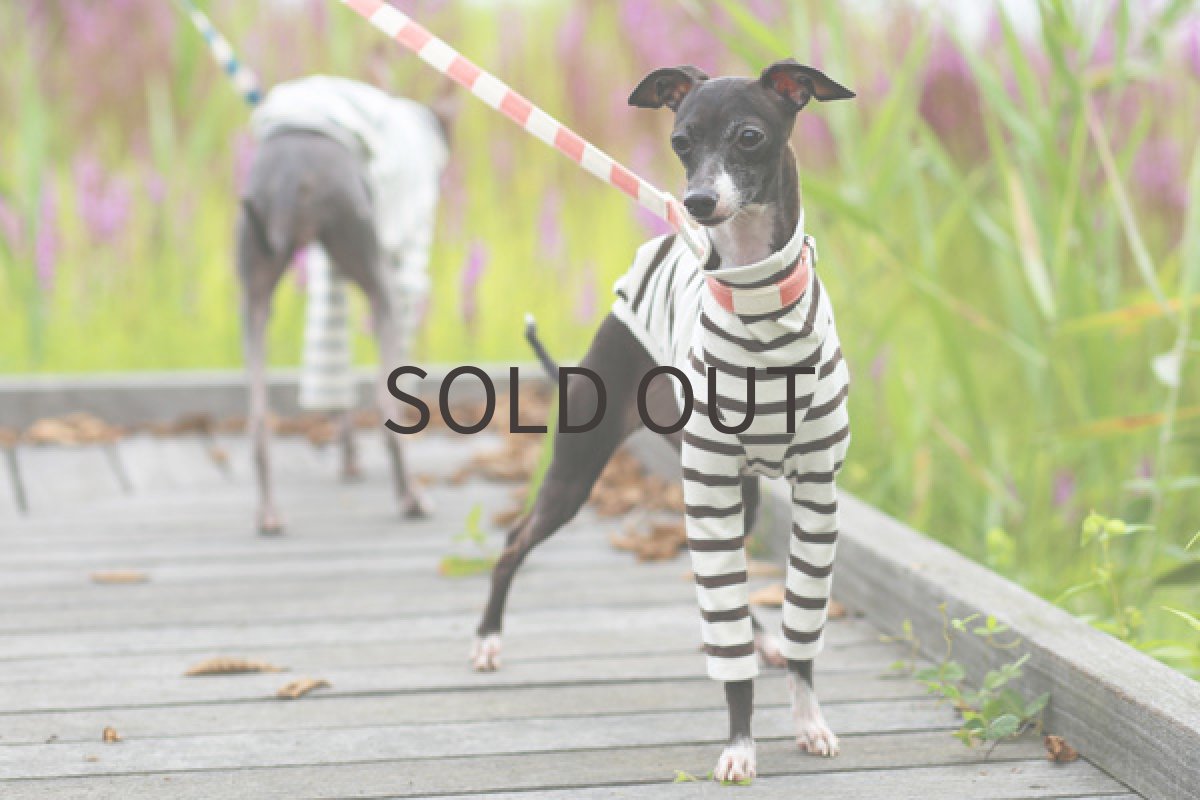 画像2: 天竺コットンボーダー（チョコ） (2)