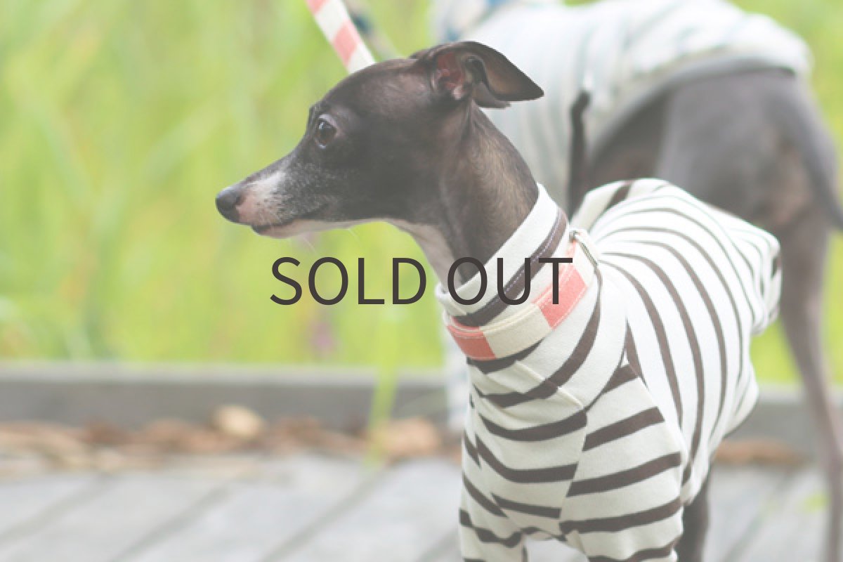 画像4: 天竺コットンボーダー（チョコ） (4)