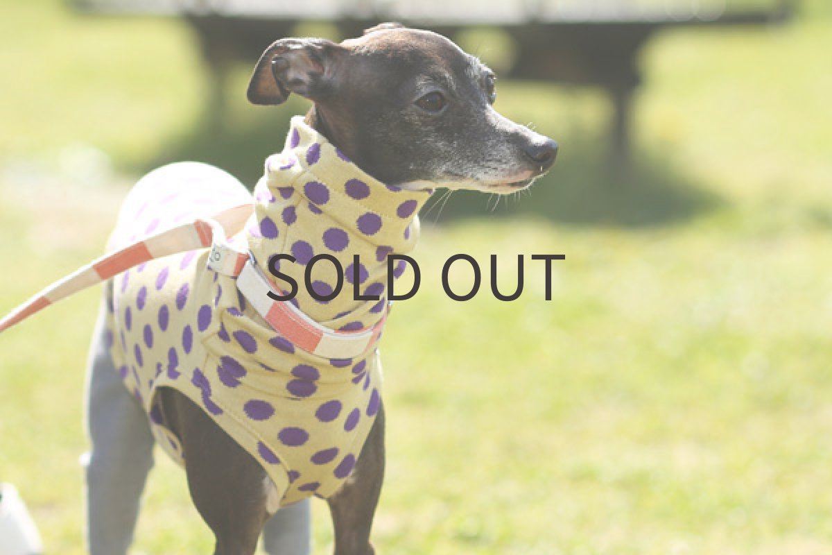 画像5: パープルドットの接結 (5)