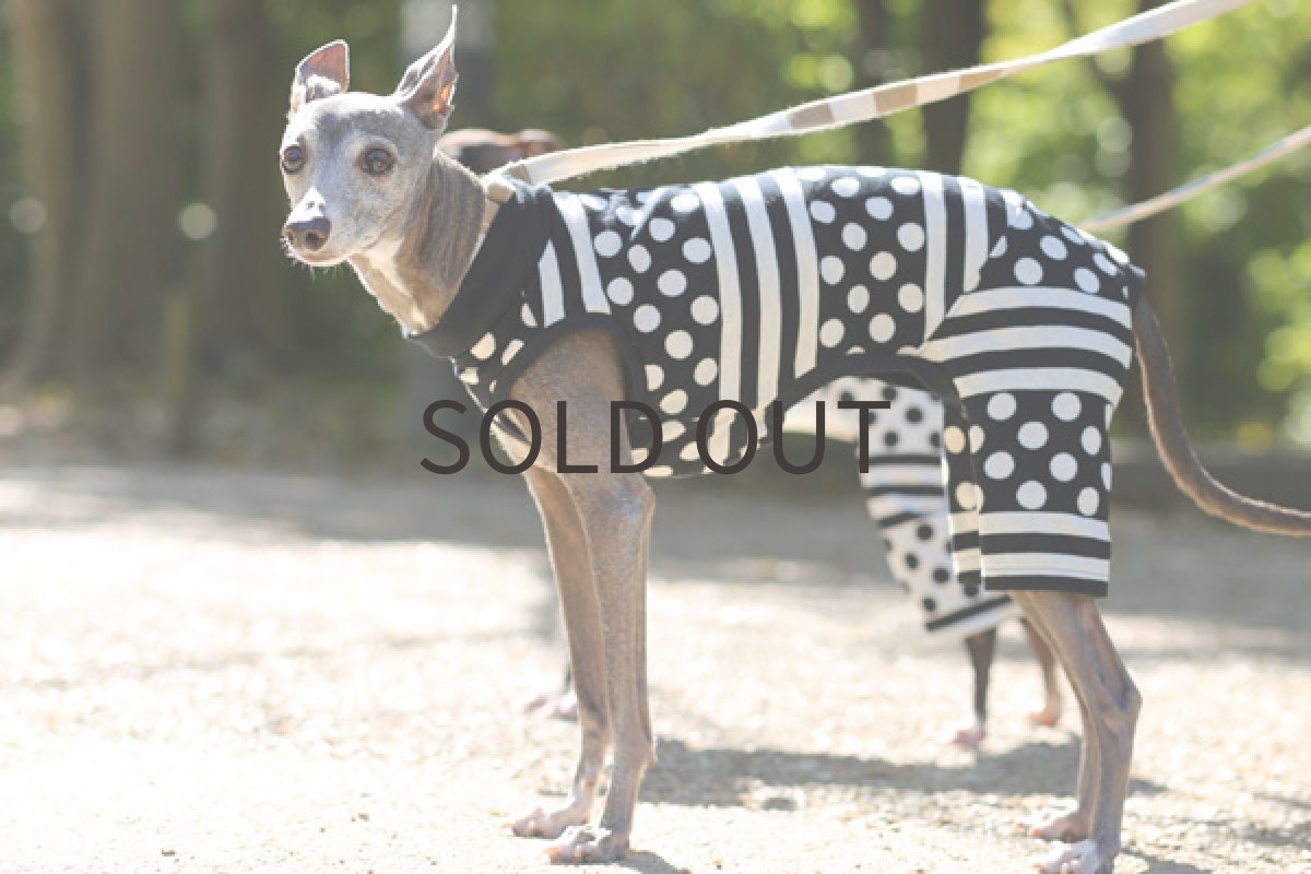 画像4: ドット＆ボーダー（黒ベース） (4)