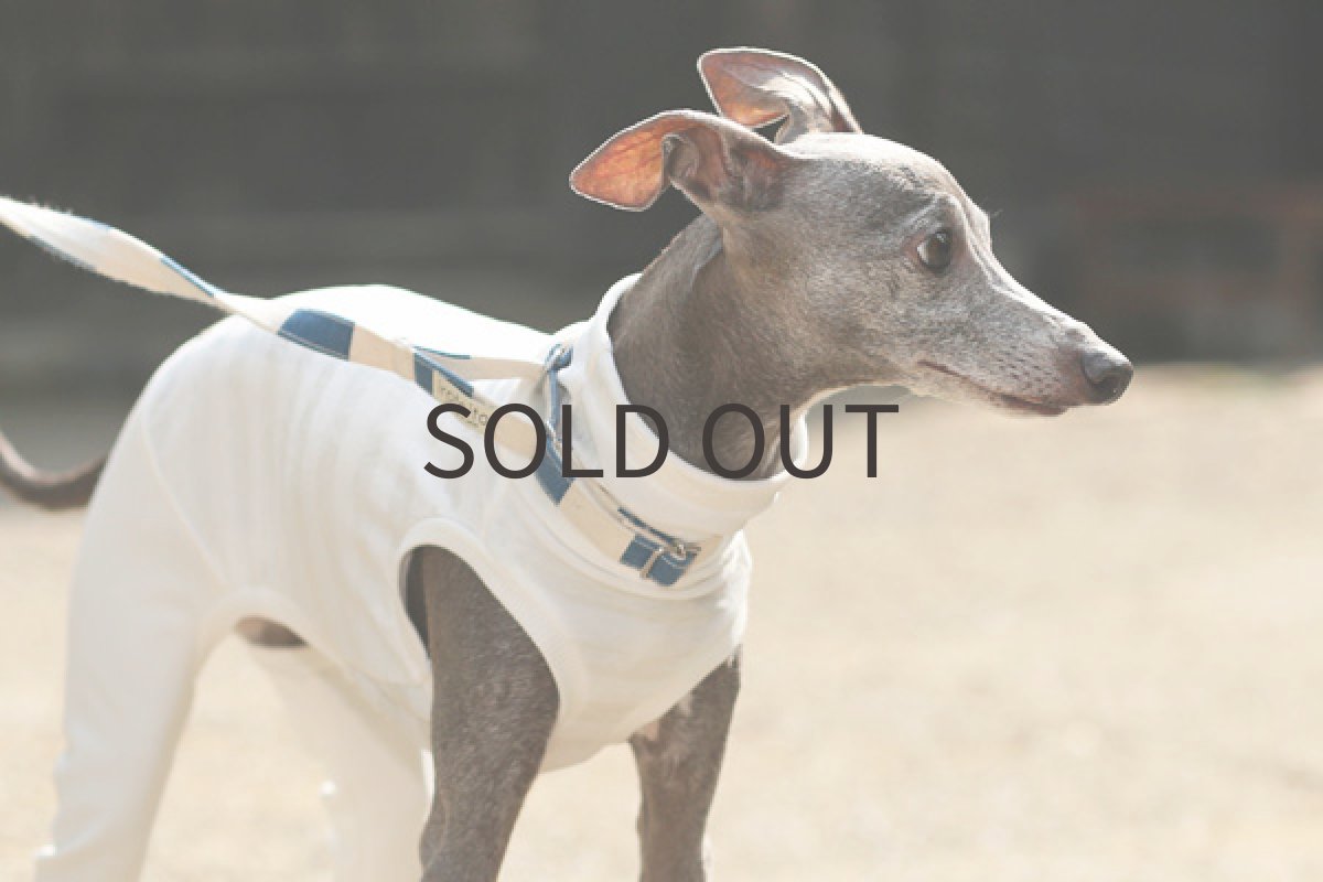 画像5: ホワイトパイルボーダー 〜Mサイズまで (5)