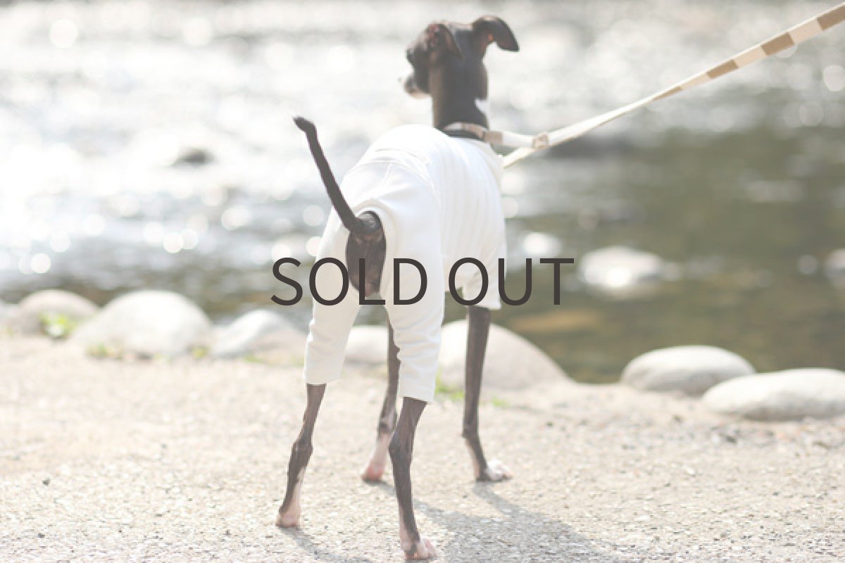 画像2: ホワイトパイルボーダー 〜Mサイズまで (2)