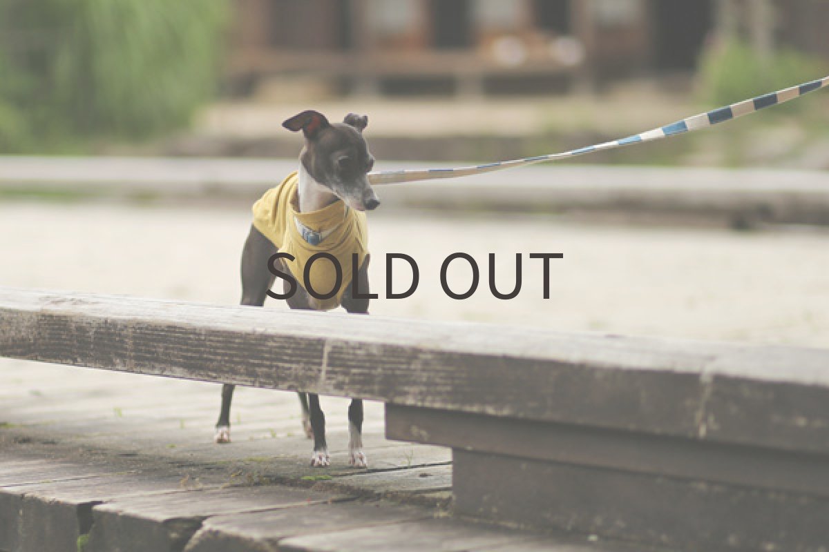 画像3: カラー天竺（からし） (3)