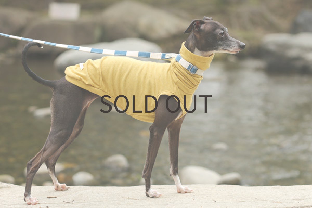 画像4: カラー天竺（からし） (4)