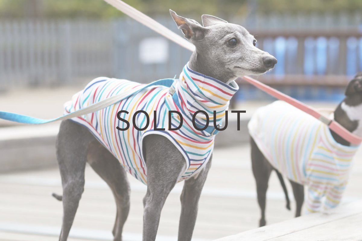 画像5: カラフルボーダー（ビビッド） (5)