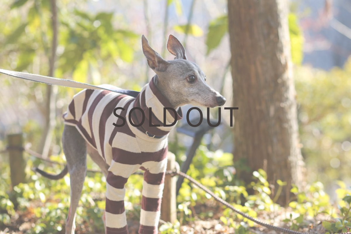 画像4: 起毛ブランボーダー（チョコレート） (4)