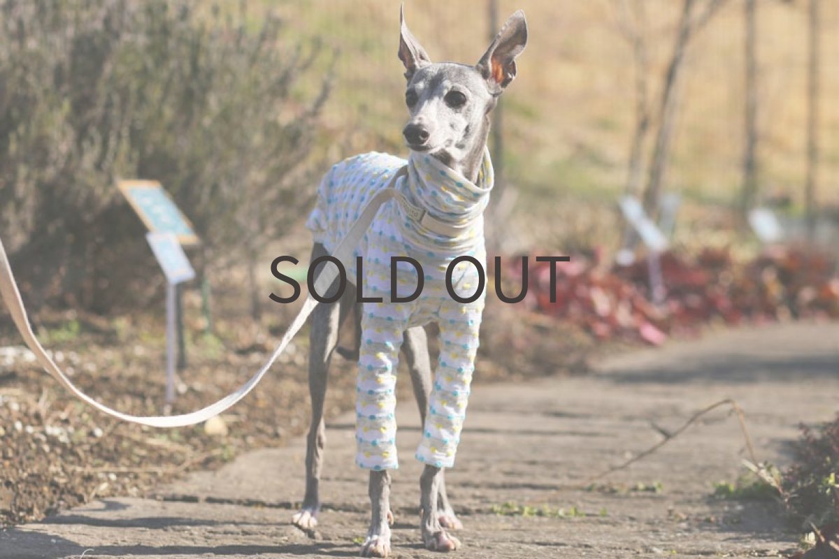 画像2: ドビーボーダー（イエロー×アクア）〜ネックショート丈まで (2)