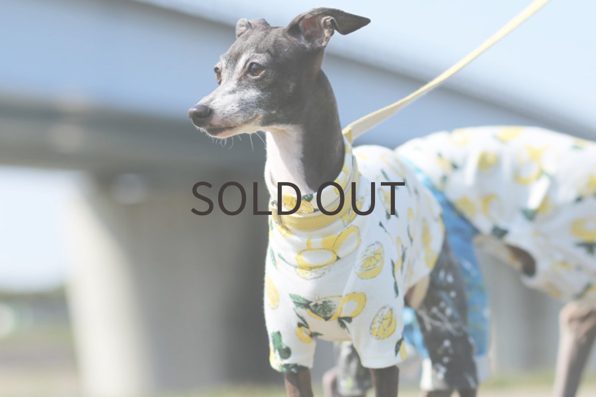 画像3: レモンプリント（ブラック）〜Mサイズまで (3)