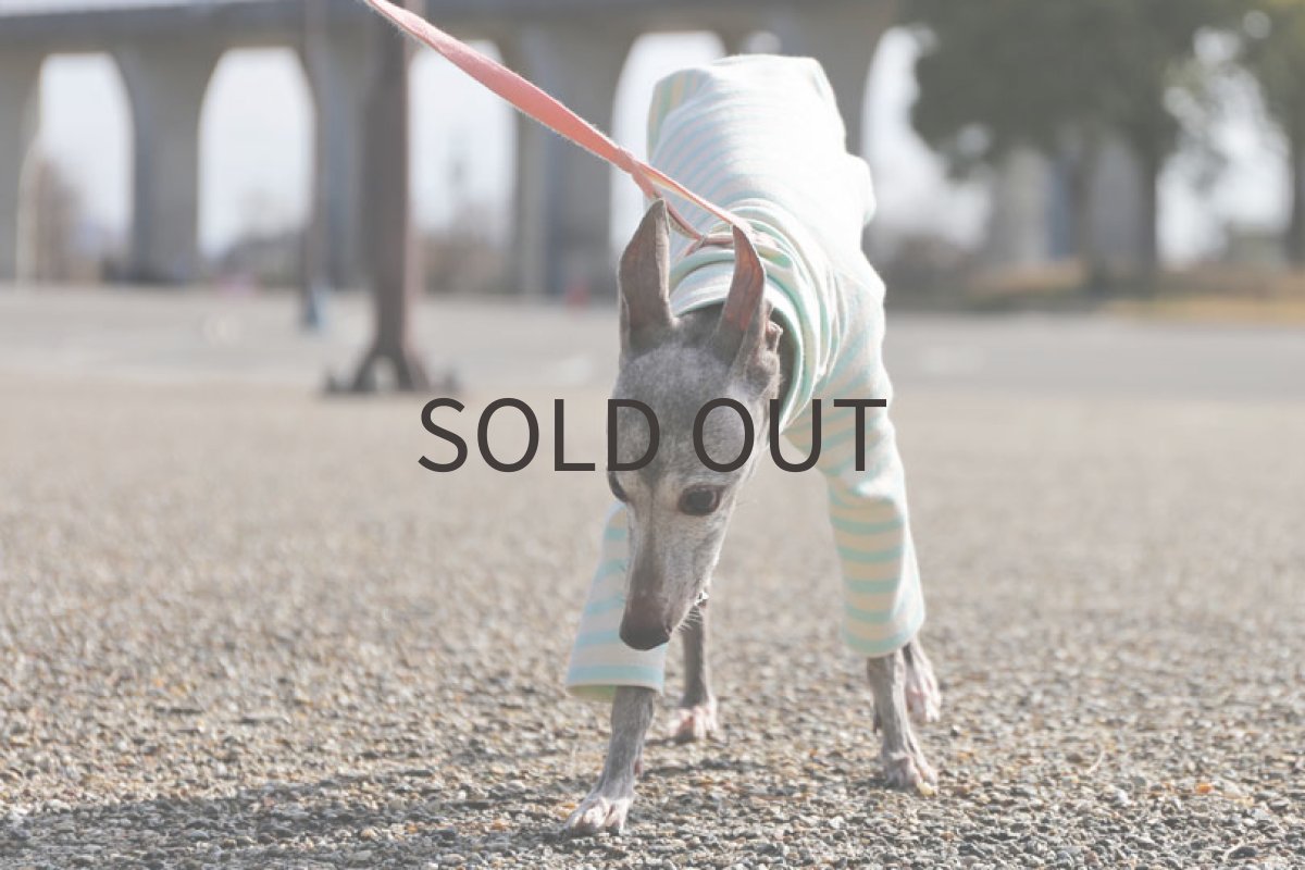 画像4: 天竺ボーダー（アクアマリン）〜MLサイズまで (4)