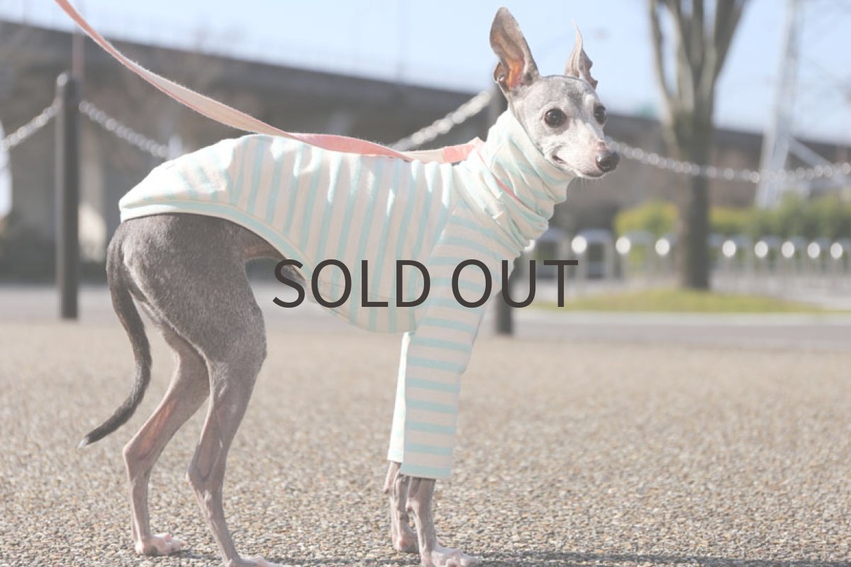 画像2: 天竺ボーダー（アクアマリン）〜MLサイズまで (2)