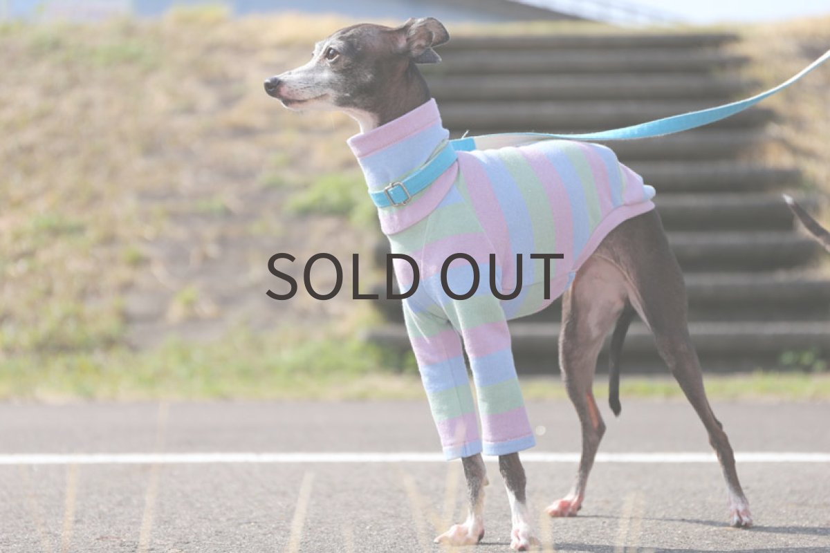 画像2: キャンディボーダー（マリブミント）〜LLサイズまで (2)