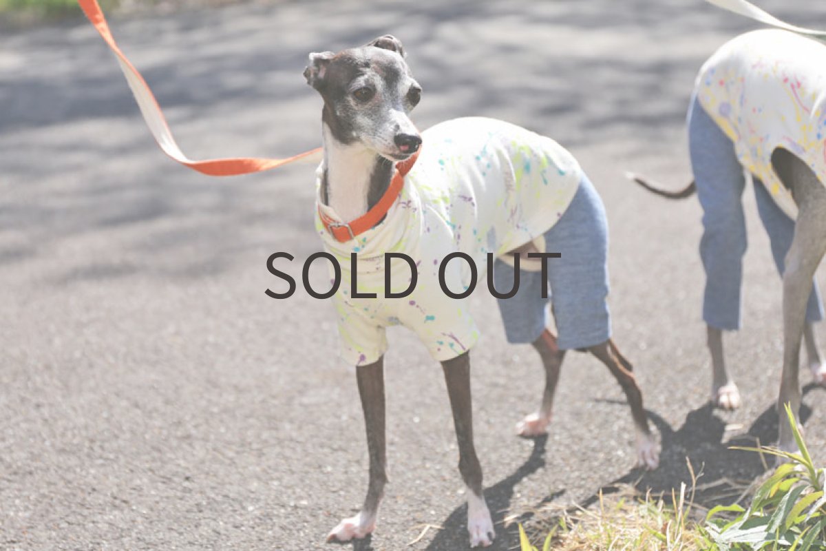 画像3: スプラッシュ！（アップルグリーン×パープル） (3)