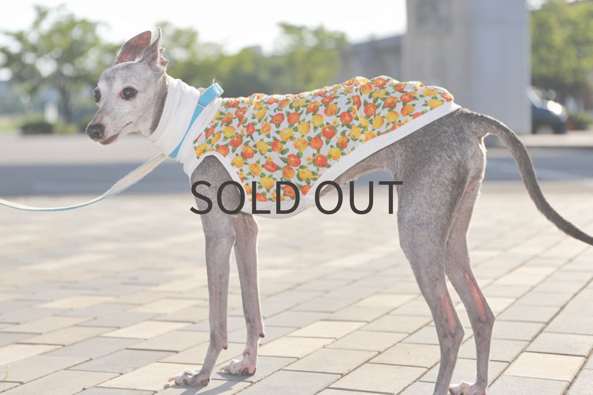 画像5: Orange!（ホワイト）〜Sサイズまで (5)