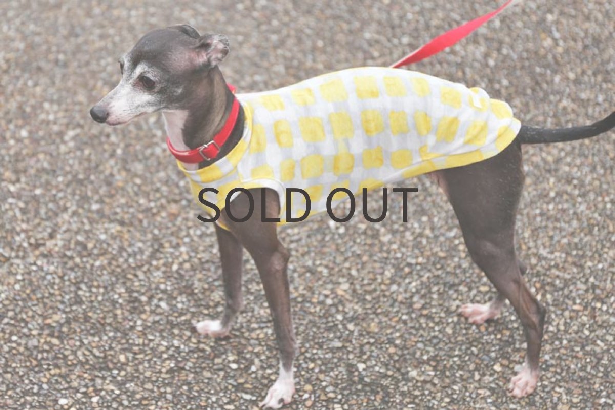 画像4: ラティス（イエロー） (4)