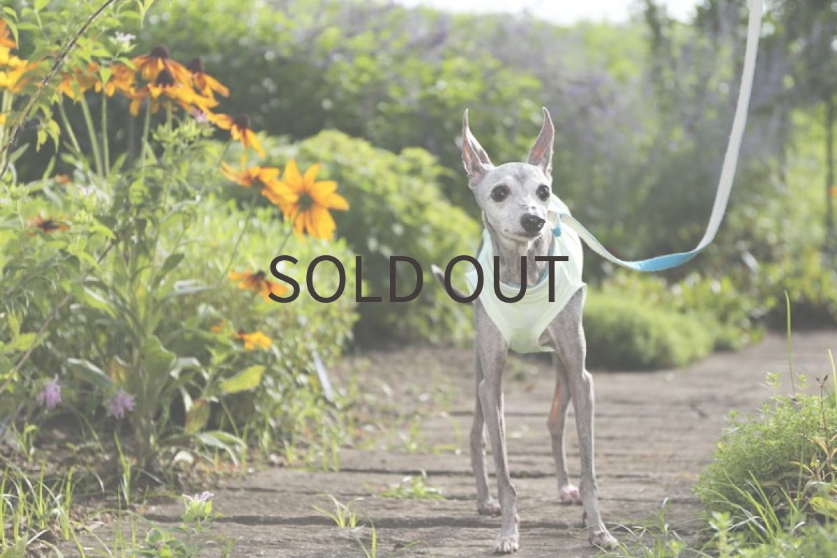 画像3: 【SALE!!】蛍光ライムグリーン＊スポーツメッシュ　MLサイズ (3)