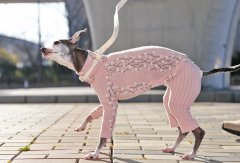 春風ロンパース（薄紅梅）