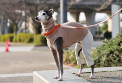 ペルー超長綿＋フリルパンツ（ホワイト）