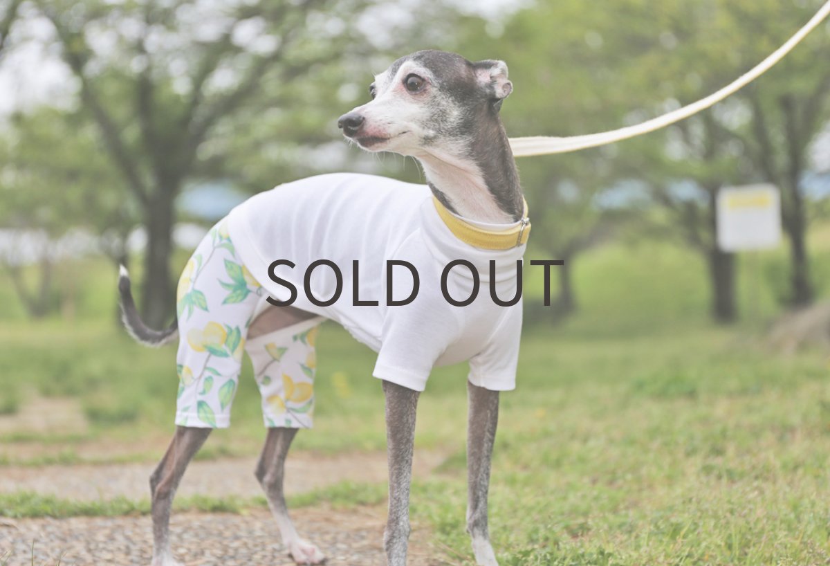 画像7: レモンの2wayスポーツニット（ホワイト）〜ノースリーブまで (7)