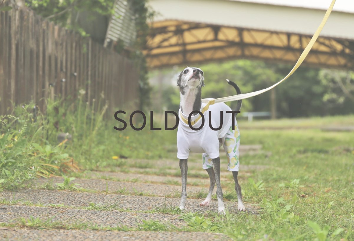 画像2: レモンの2wayスポーツニット（ホワイト）〜ノースリーブまで (2)