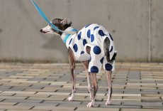 画像5: 大きな水玉ロンパース（ホワイト） (5)