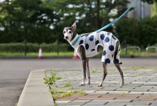 画像2: 大きな水玉ロンパース（ホワイト） (2)