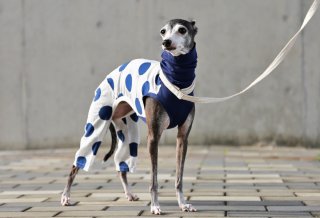 話題の人気 イタグレ服 イタグレとの暮らしgomafish | ゴマフィッシュ 犬服・アクセサリー