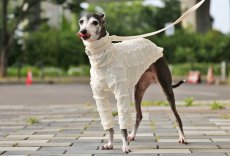 画像1: フリフリニット（ホワイト） (1)